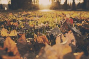 fall foliage during the golden hour