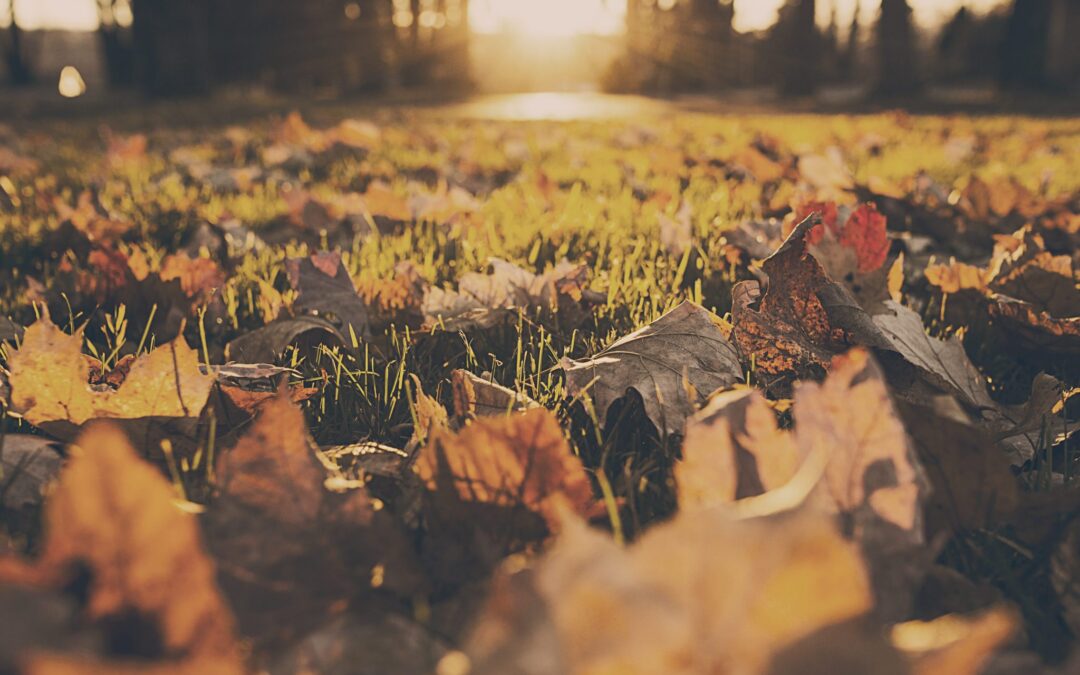 forest-meadow-leaves-autumn