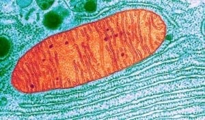 microscopic image of mitochondria