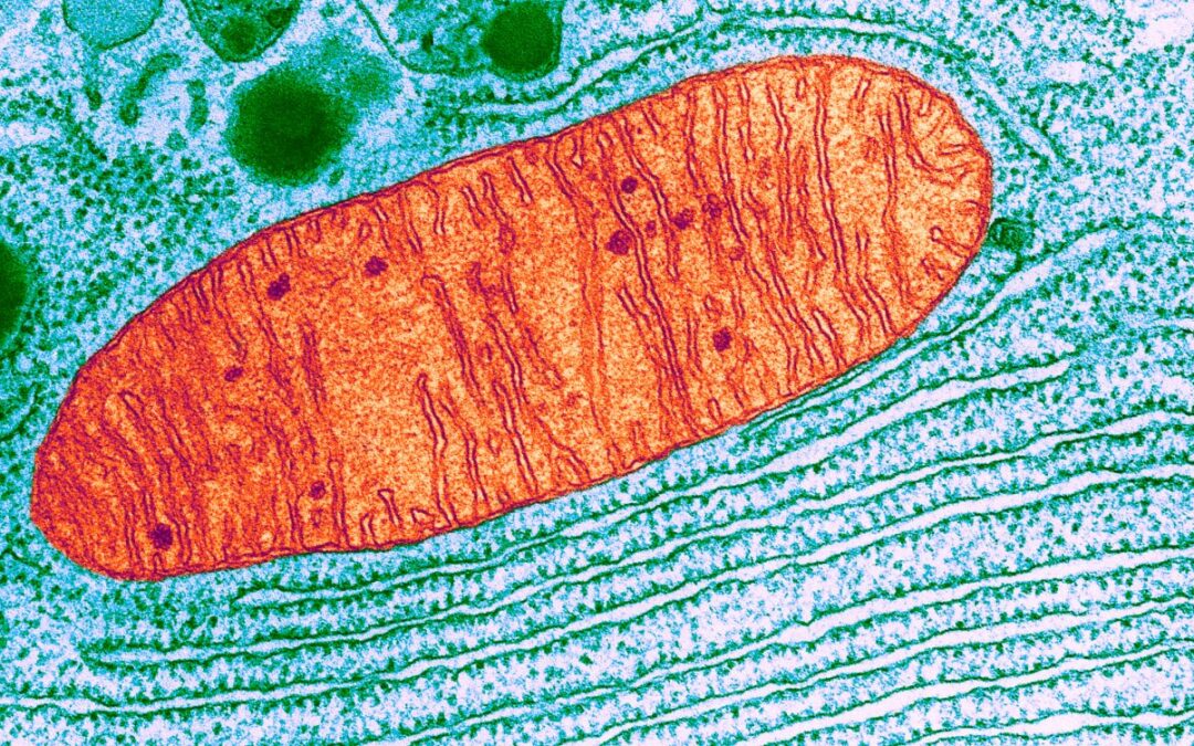 mitochondria