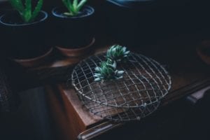 succulents on a metal mesh cover